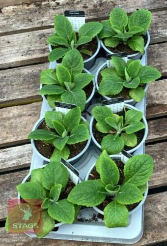 DIGITALIS FOXGLOVE CREAM PLANTS