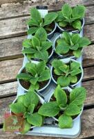 DIGITALIS FOXGLOVE CREAM PLANTS