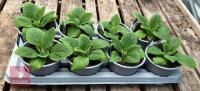 DIGITALIS FOXGLOVE CREAM PLANTS - 2