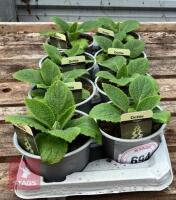 DIGITALIS FOXGLOVE CREAM PLANTS - 3
