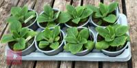 DIGITALIS FOXGLOVE CREAM PLANTS - 4