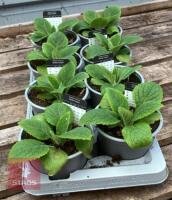DIGITALIS FOXGLOVE CREAM PLANTS - 5