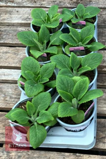 8 DIGITALIS FOXGLOVE WARM ROSE PLANTS