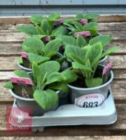 8 DIGITALIS FOXGLOVE WARM ROSE PLANTS - 2