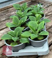 8 DIGITALIS FOXGLOVE WARM ROSE PLANTS - 5