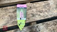 8 DIGITALIS FOXGLOVE WARM ROSE PLANTS - 6