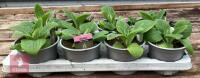 8 DIGITALIS FOXGLOVE WARM ROSE PLANTS