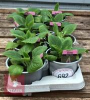 8 DIGITALIS FOXGLOVE WARM ROSE PLANTS - 2