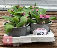 8 DIGITALIS FOXGLOVE WARM ROSE PLANTS - 3