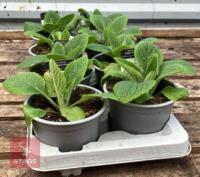 8 DIGITALIS FOXGLOVE WARM ROSE PLANTS - 4