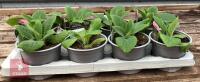 8 DIGITALIS FOXGLOVE WARM ROSE PLANTS - 5
