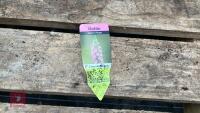 8 DIGITALIS FOXGLOVE WARM ROSE PLANTS - 6