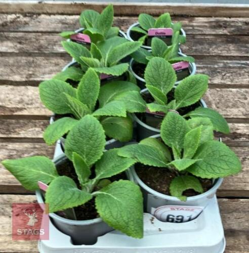 8 DIGITALIS FOXGLOVE WARM ROSE PLANTS