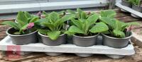 8 DIGITALIS FOXGLOVE WARM ROSE PLANTS - 3