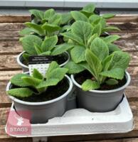 8 DIGITALIS FOXGLOVE WARM ROSE PLANTS - 4