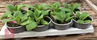 8 DIGITALIS FOXGLOVE WARM ROSE PLANTS - 5