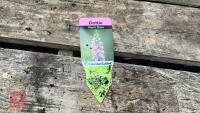 8 DIGITALIS FOXGLOVE WARM ROSE PLANTS - 6