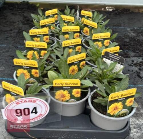 18 COREOPSIS YELLOW PLANTS