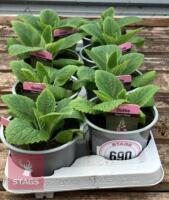 8 DIGITALIS FOXGLOVE WARM ROSE PLANTS