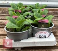 8 DIGITALIS FOXGLOVE WARM ROSE PLANTS - 2