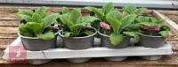 8 DIGITALIS FOXGLOVE WARM ROSE PLANTS - 3