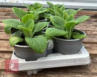 8 DIGITALIS FOXGLOVE WARM ROSE PLANTS - 4