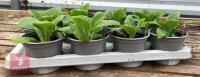 8 DIGITALIS FOXGLOVE WARM ROSE PLANTS - 5
