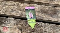 8 DIGITALIS FOXGLOVE WARM ROSE PLANTS - 6
