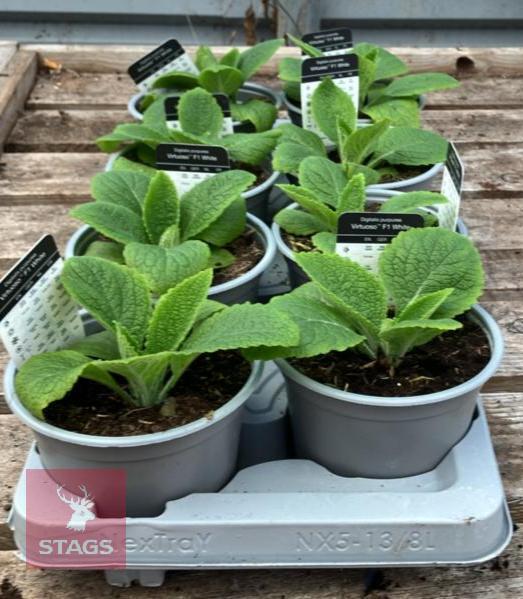 8 DIGITALIS FOXGLOVE WHITE PLANTS
