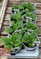8 DIGITALIS FOXGLOVE WHITE PLANTS - 2