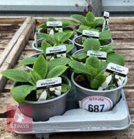 8 DIGITALIS FOXGLOVE WHITE PLANTS - 3
