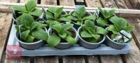 8 DIGITALIS FOXGLOVE WHITE PLANTS - 4