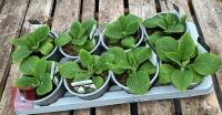 8 DIGITALIS FOXGLOVE WHITE PLANTS - 5