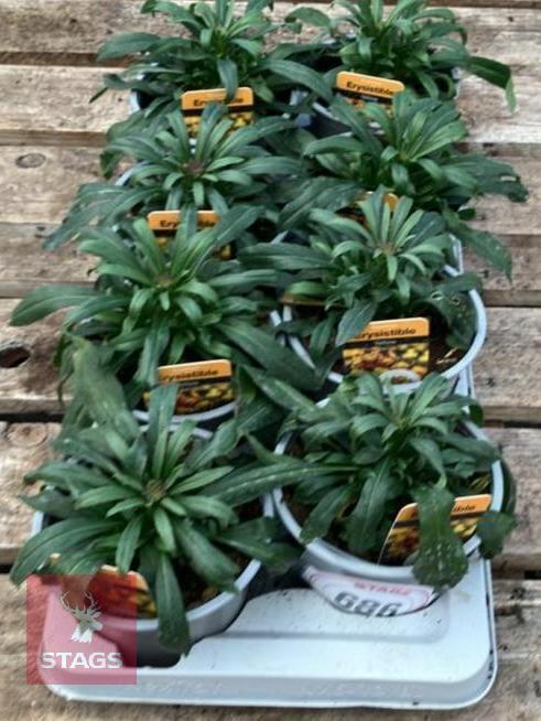 8 ERYSIMUM WALLFLOWER SUNSET PLANTS