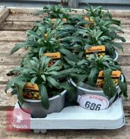8 ERYSIMUM WALLFLOWER SUNSET PLANTS - 2
