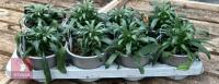 8 ERYSIMUM WALLFLOWER SUNSET PLANTS - 3