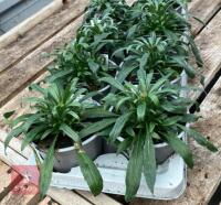 8 ERYSIMUM WALLFLOWER SUNSET PLANTS - 5