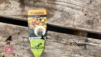 8 ERYSIMUM WALLFLOWER SUNSET PLANTS - 6