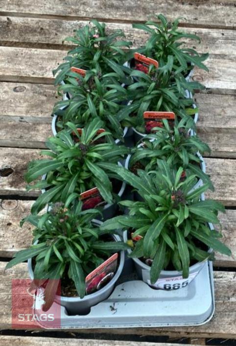8 ERYSIMUM WALLFLOWER SUNSET PLANTS