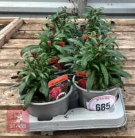 8 ERYSIMUM WALLFLOWER SUNSET PLANTS - 2