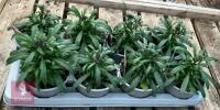 8 ERYSIMUM WALLFLOWER SUNSET PLANTS - 3