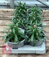 8 ERYSIMUM WALLFLOWER SUNSET PLANTS - 5