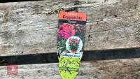 8 ERYSIMUM WALLFLOWER SUNSET PLANTS - 6