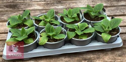 DIGITALIS FOXGLOVE CREAM PLANTS