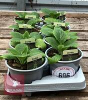 DIGITALIS FOXGLOVE CREAM PLANTS - 3