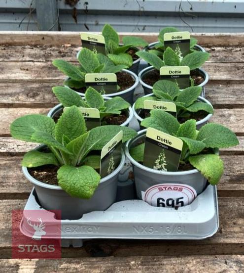 DIGITALIS FOXGLOVE CREAM PLANTS