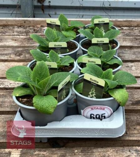 DIGITALIS FOXGLOVE CREAM PLANTS