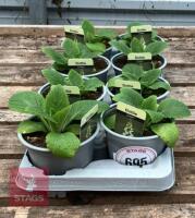 DIGITALIS FOXGLOVE CREAM PLANTS