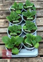 DIGITALIS FOXGLOVE CREAM PLANTS - 2