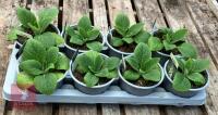 DIGITALIS FOXGLOVE CREAM PLANTS - 3